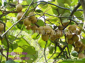 河南省西峽縣獼猴桃 產(chǎn)地直銷，新鮮直達