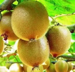 蒲江全國打假行動與地標(biāo)產(chǎn)品銷售策略 維護(hù)“獼猴桃”與“丑柑”品牌之路