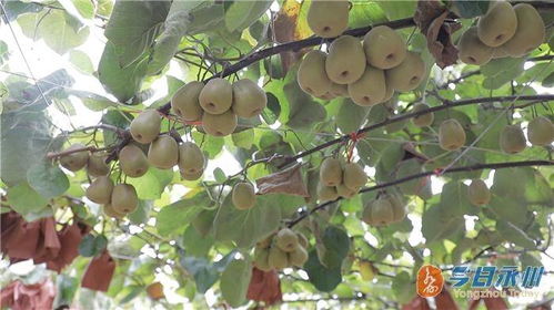 道縣高山紅心獼猴桃線上線下銷售旺，市場熱度持續(xù)攀升