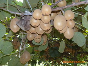 大量供應(yīng)優(yōu)質(zhì)獼猴桃苗，品種齊全，基地直銷指導(dǎo)價