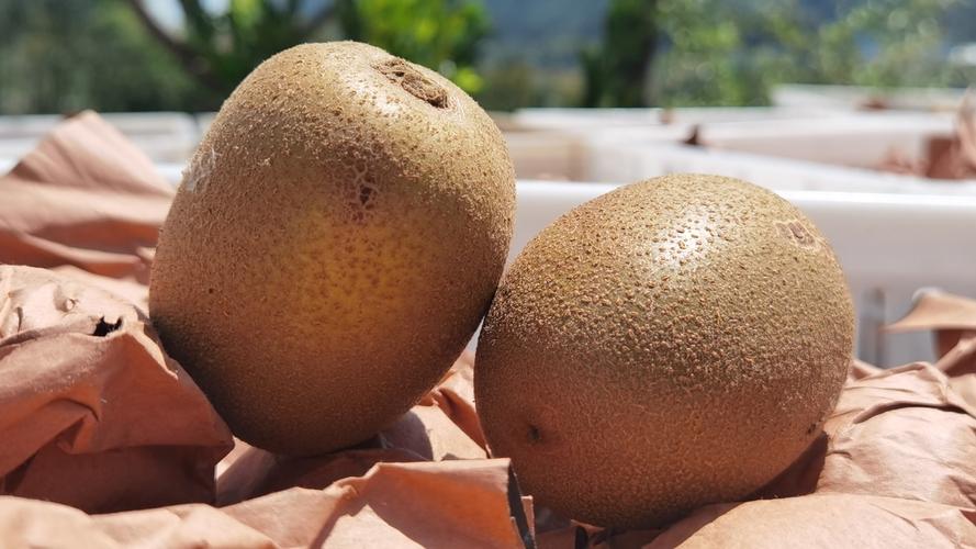 六枝特區(qū)郎岱鎮(zhèn)3200余畝獼猴桃喜獲豐收，采摘銷售繁忙