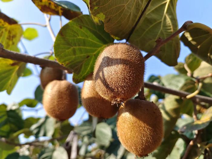 百名采購商陜西果業產區行 走進獼猴桃之鄉，聚力拓寬銷售新通路