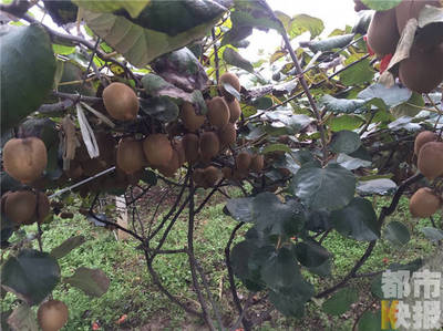 周至十萬斤獼猴桃豐產滯銷，果農期盼客商助農解憂